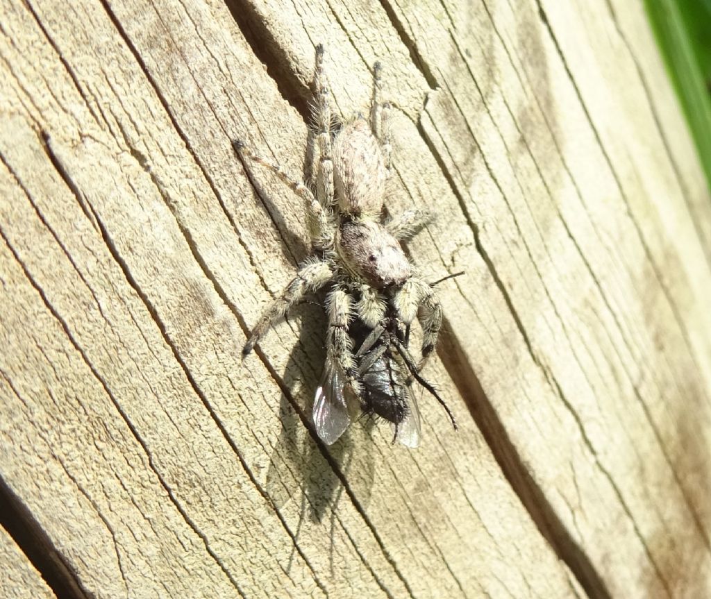 catture: Menemerus taeniatus e Sarcophagidae